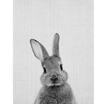 Front or Back Rabbit Canvas